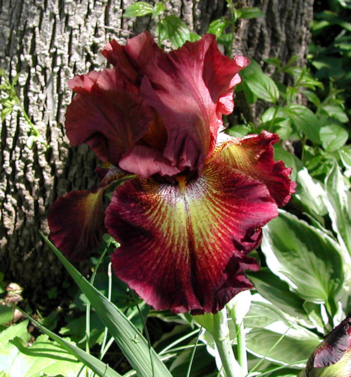 Iris germanica Figurehead
